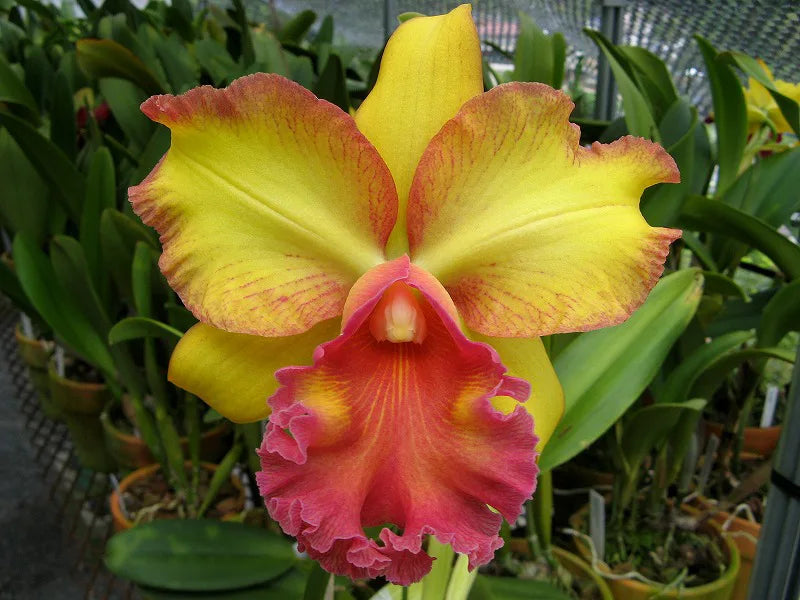 Dendrobium Plug Assortment (20) (Seedling/Plug)