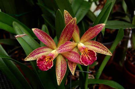 Hawaiian Leopard 'Mei-Ling' (Whole Plant)