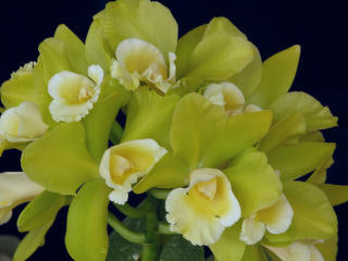 Dendrobium Plug Assortment (50) (Seedling/Plug)