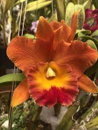 Dendrobium Plug Assortment (20) (Seedling/Plug)