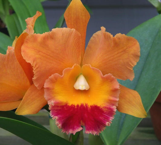 Hawaiian Thrill 'Paradise' (Whole Plant)