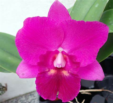 Hsinying Aloha 'C.H. Super' (Whole Plant)