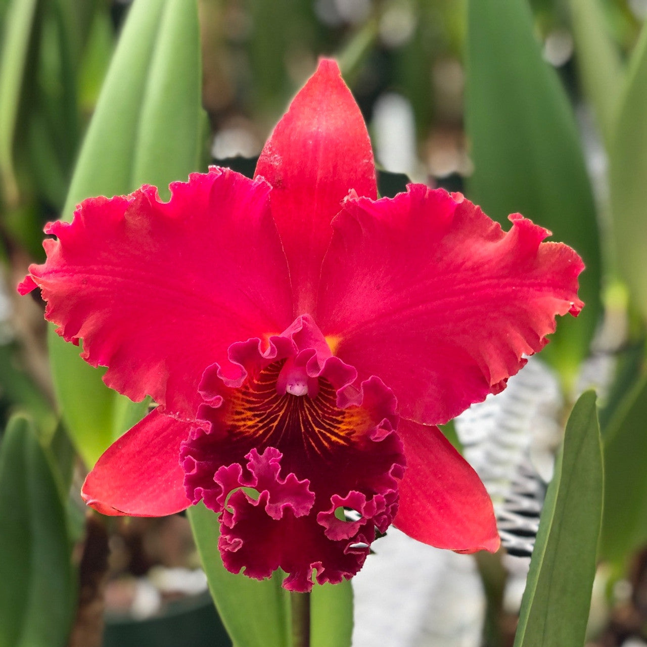 Kaoru Suzuki 'Volcano Queen' (Whole Plant)