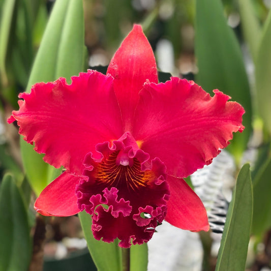 Kaoru Suzuki 'Volcano Queen' (Whole Plant)