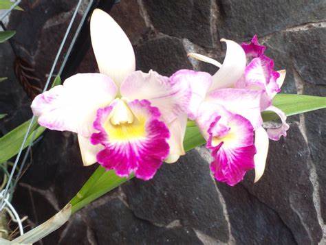 Mari's Glory 'Avery' (Whole Plant)