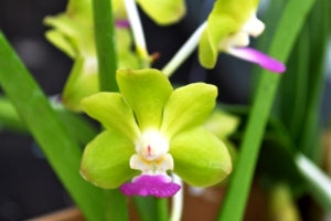 Vascostylis (Mishima Lime x Perr. Luke Thai) ‘Boy’ (Whole Plant)