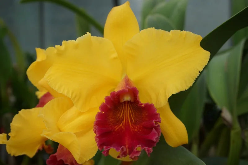 Pastushin's Gold 'Paydirt' (Whole Plant)