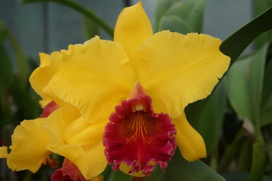 Pastushin's Gold 'Paydirt' (Whole Plant)