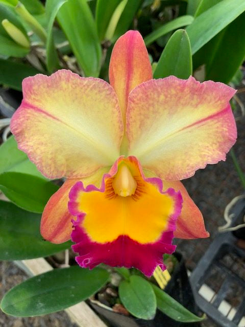 Lila Ashitomi 'Hawaiian Flare' (Whole Plant)