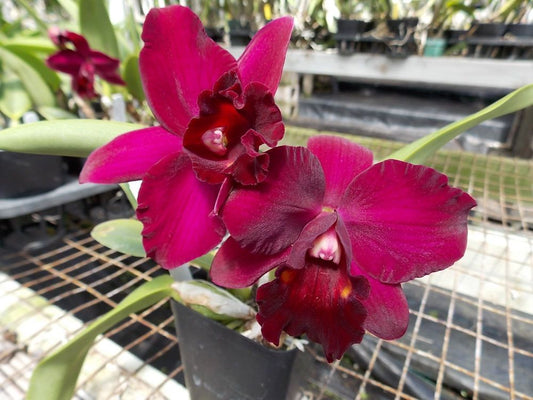 Dendrobium Plug Assortment (50) (Seedling/Plug)