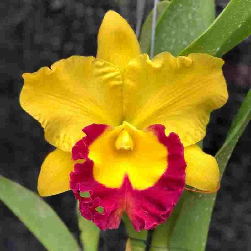 Siam Treasure (Whole Plant)
