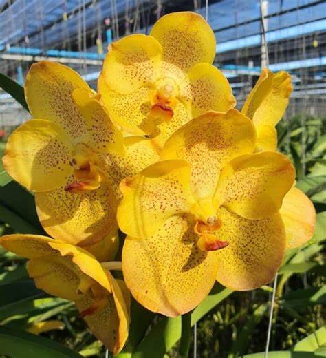 Dendrobium Plug Assortment (20) (Seedling/Plug)