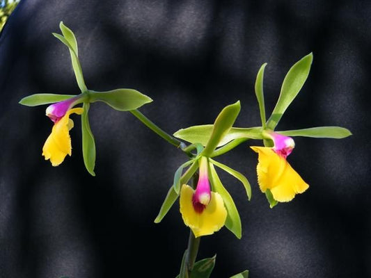 Epc. Rene Marques 'Tyler' (Whole Plant)