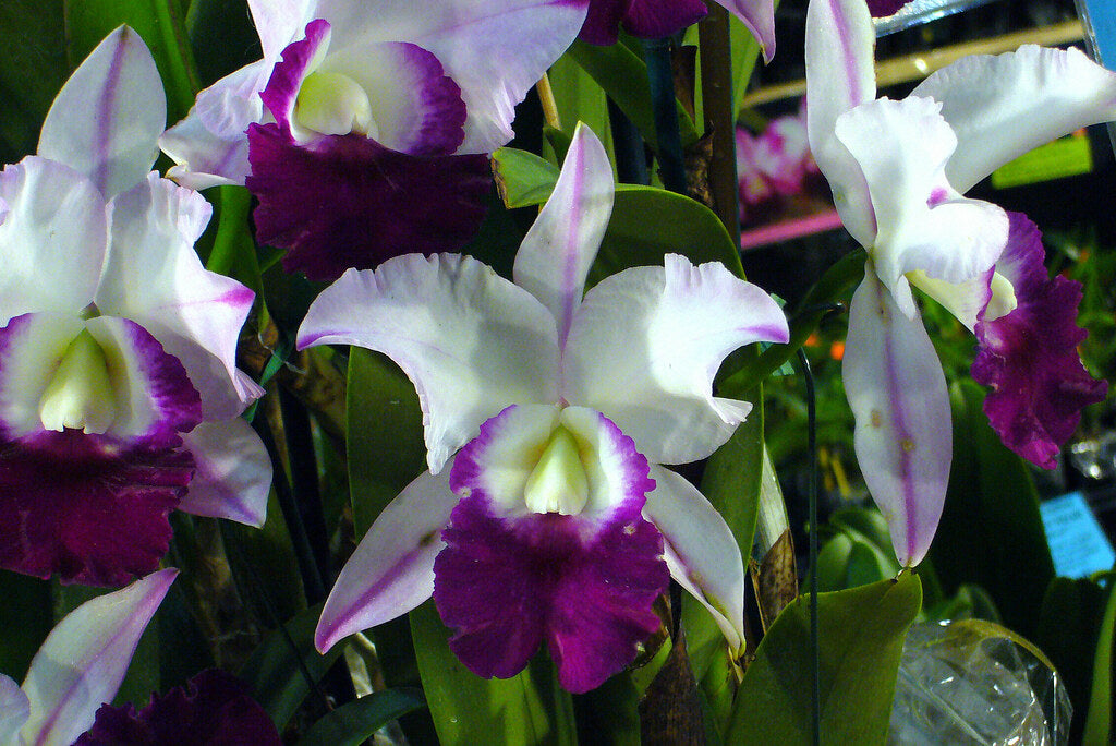 Robert Strait 'Blue Hawaiian' (Whole Plant)