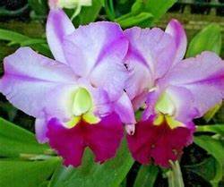 Robert's Choice 'Dee' (Whole Plant)