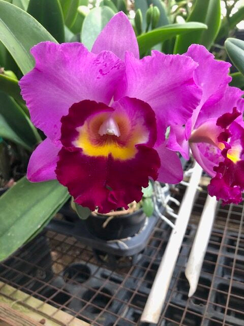 Dendrobium Plug Assortment (50) (Seedling/Plug)