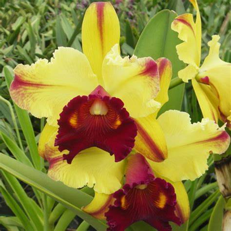 Toshie's Magic 'Doris' (Whole Plant)