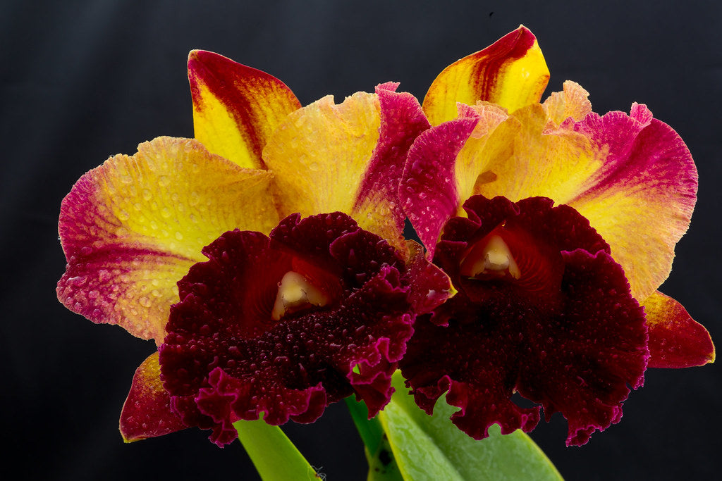 Toshie's Magic 'Doris' (Whole Plant)