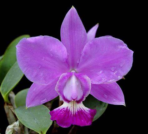 Cattleya Walkeriana (Whole Plant)