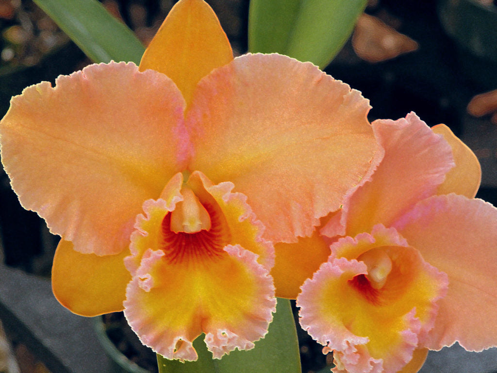 Dendrobium Plug Assortment (20) (Seedling/Plug)