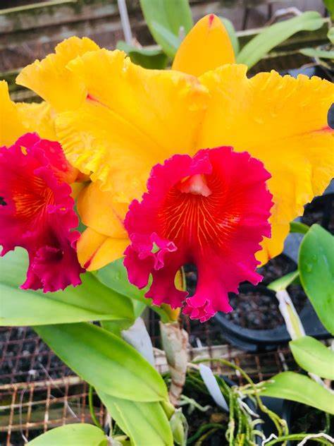 Ying Luck Smile 'New Day' (Whole Plant)