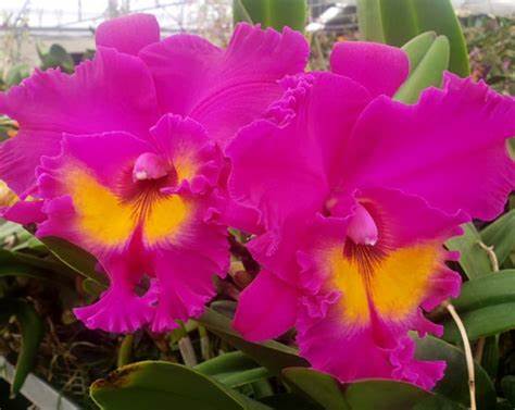 Yoko Kilbourne 'Hawaiian' (Whole Plant)