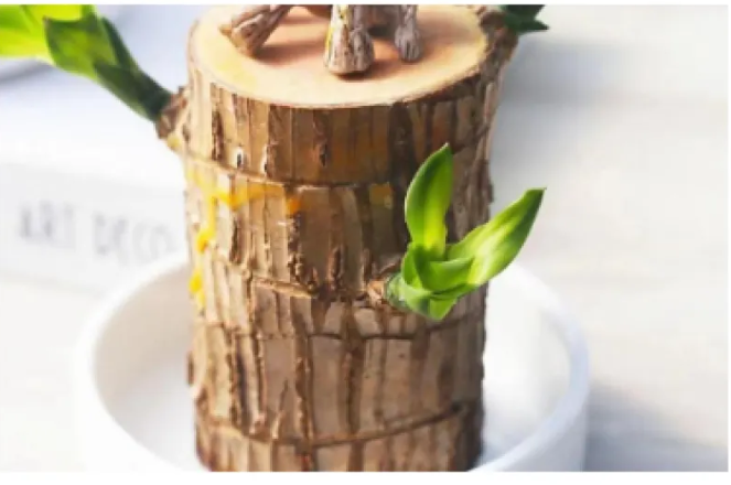 Plant Holder