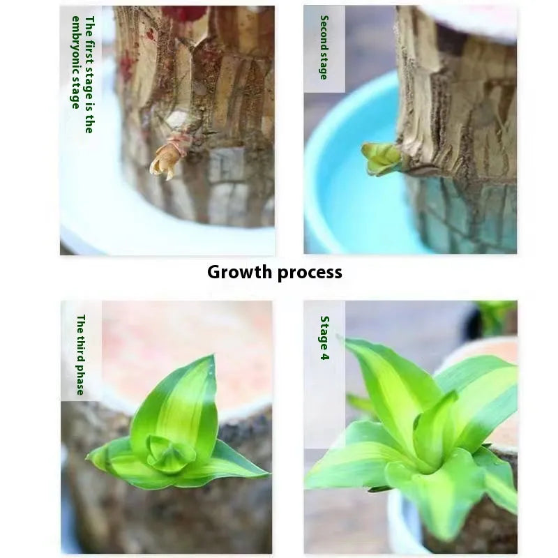 Desktop Liren Green Plant Pot