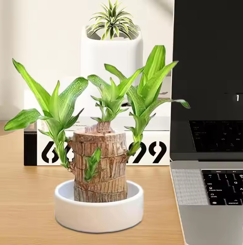 Desktop Liren Green Plant Pot