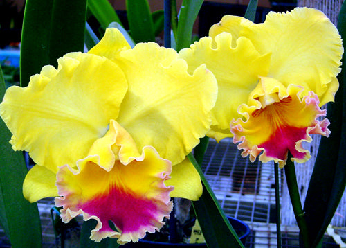 Dendrobium Plug Assortment (20) (Seedling/Plug)