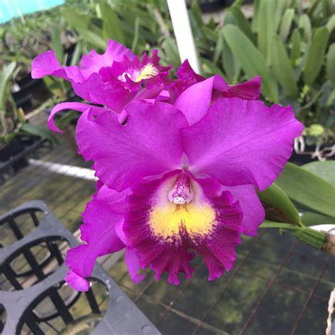 Hsinying Pink Doll 'Hsinying' (Whole Plant)