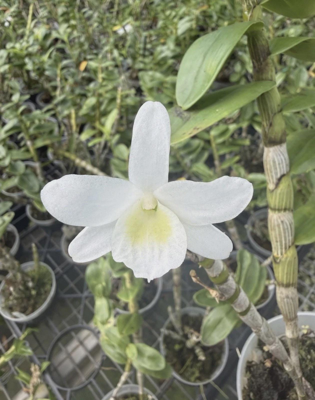 Dendrobium Rooted Stem: Angel Baby Nobile Den.