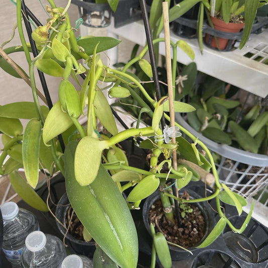 8inch Vanilla Planifolia Orchid Plant Species Rooted-Live Cutting Vanilla Bean Plant