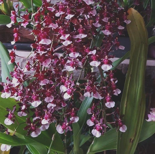 Onc. Sherry Baby 'Sweet Fragrance' Live Orchid - Bulb/Seedling