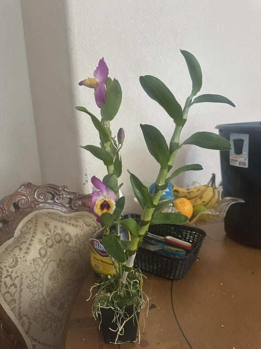 Orchid Dendrobium Nobile Rooted Stem