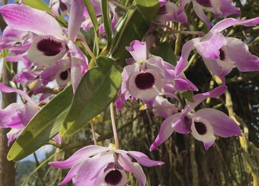 Dendrobium Nobile “Pink Angel Rooted Stem