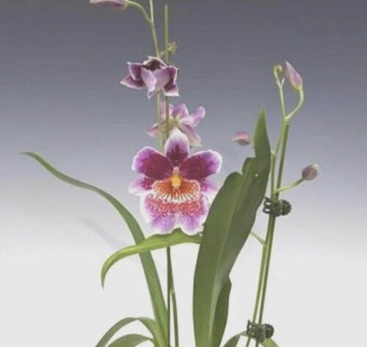 Oncidium Orchid live plant "Martin Orenstein 'Lulu'-SEEDLING plug Miltoniopsis