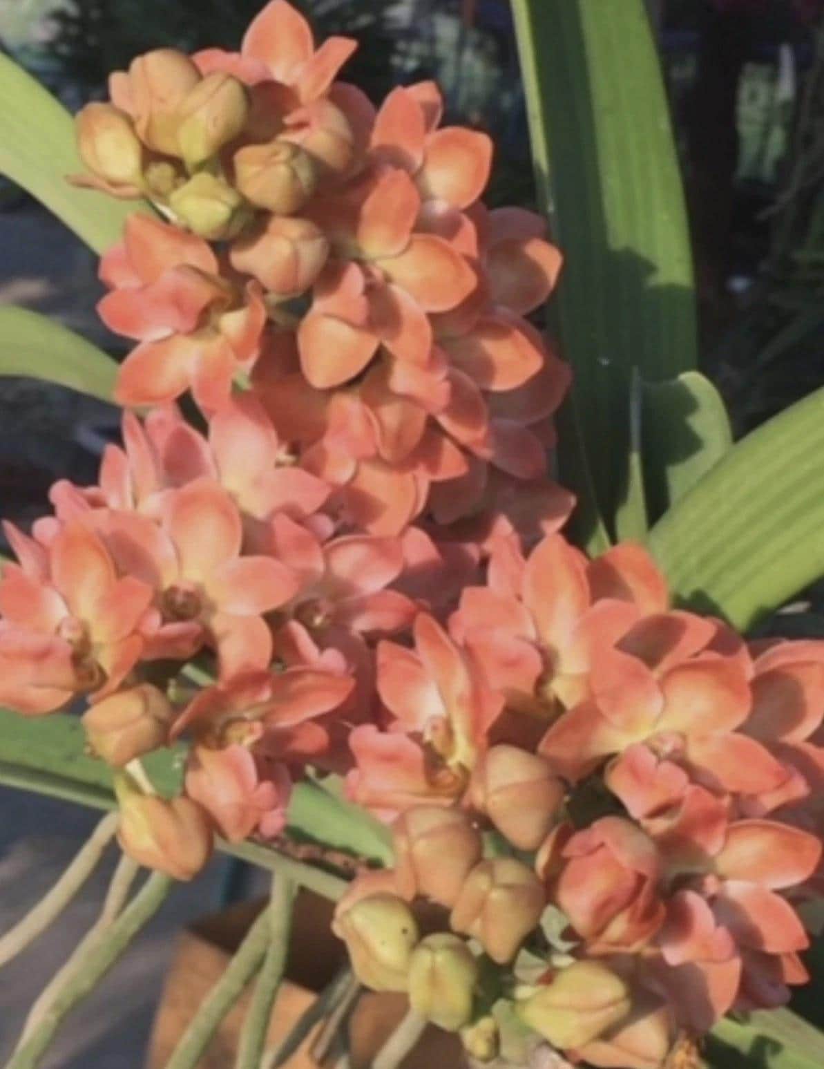 Rhynchostylis gigantea ‘Orange Foxtail Orchid - SEEDLING