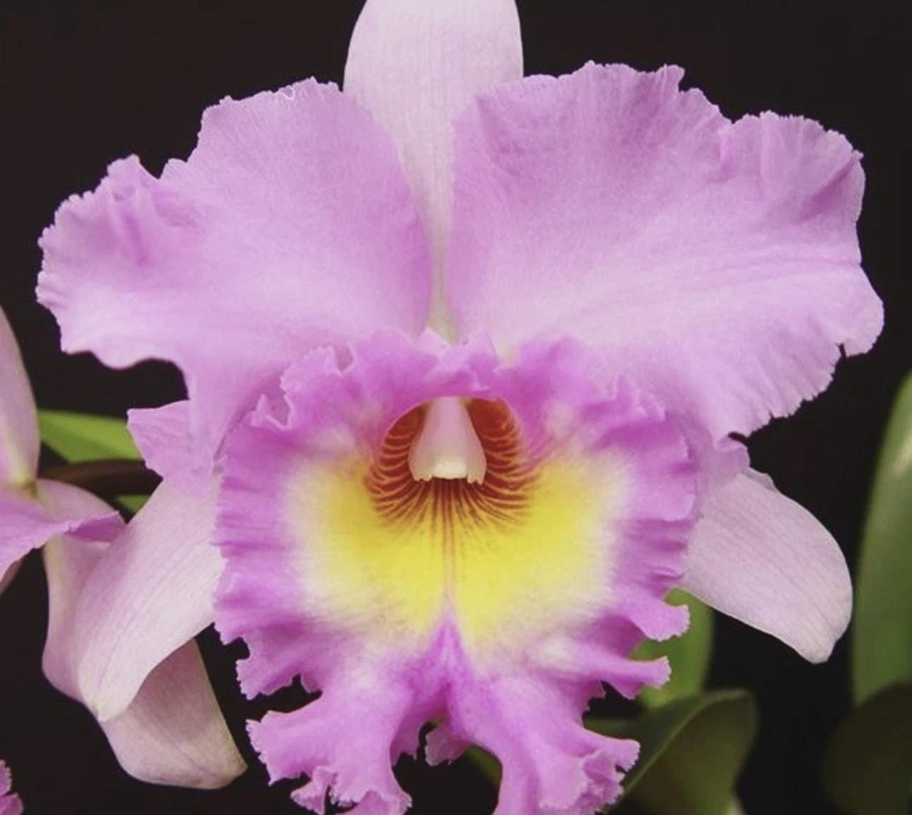 Cattleya Rlc. Mahina Yahiro 'Mishima', Strong Fragrance, Orchid SEEDLING