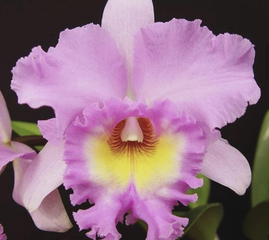 Cattleya Rlc. Mahina Yahiro 'Mishima', Strong Fragrance, Orchid SEEDLING