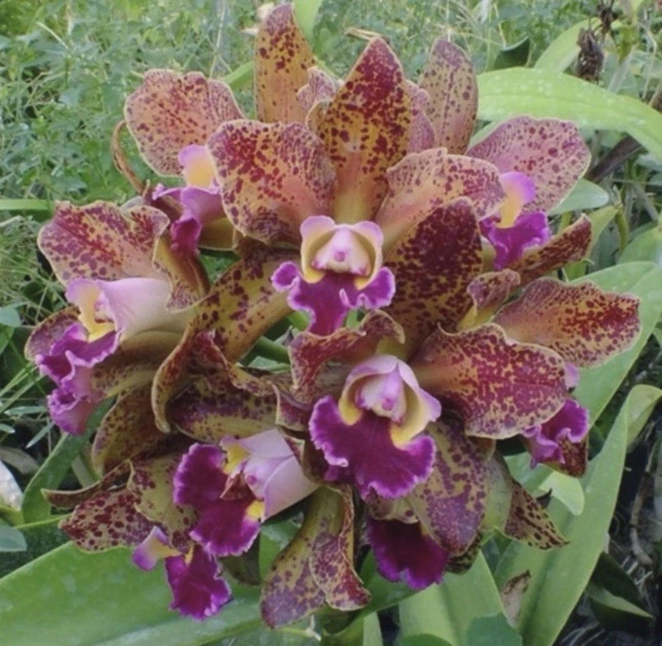 Cattleya Rlc Waianae Leopard Ching Hua Fragrant Spotty BS Orchid SEEDLING