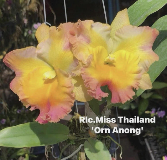 Rlc Miss Thailand ‘Orn Anong Yellow Pink Mericlone Orchid Hybrid 4 SEEDLING