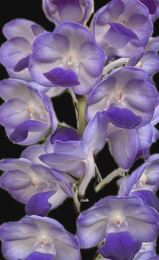 Vanda Sasisha X V lawrencea orchid SEEDLING