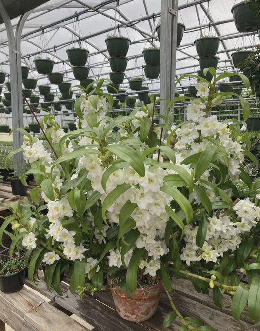 Nobile Dendrobium ‘Spring Valkyrie ROOTED STEM