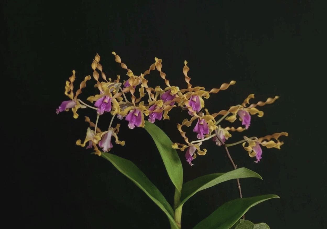 Dendrobium Lin Dai Yu "Dragon's Gem" ROOTED STEM