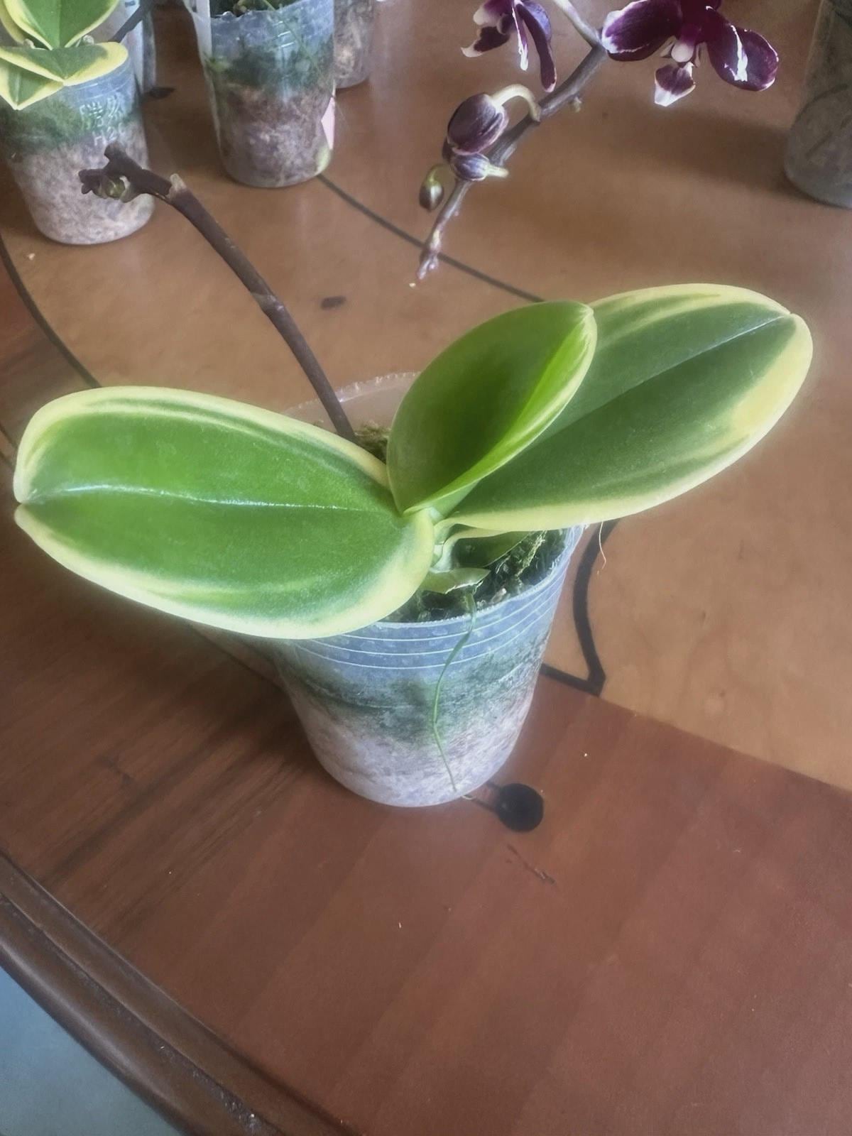 Phal. Sogo Vivien 'SOGO F858' Variegata & Peloric, Blooming Size