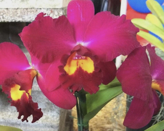 Jerry Rehfield ‘Paradise Fuchsia Orchid SEEDLING