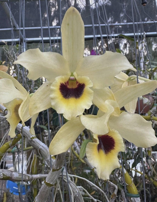 Dendrobium Nobile Rooted Stem: Golden Blossom 'Venus'