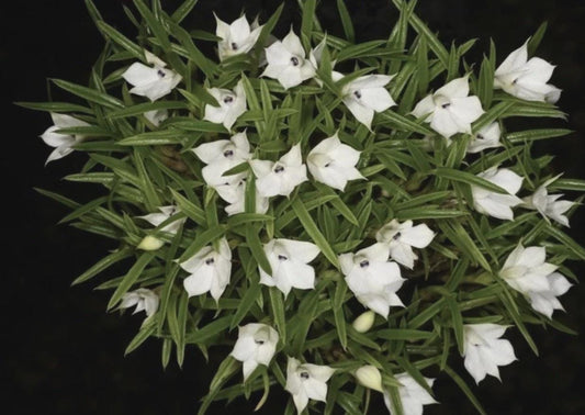 Orchid Species Dendrobium subuliferum SEEDLING