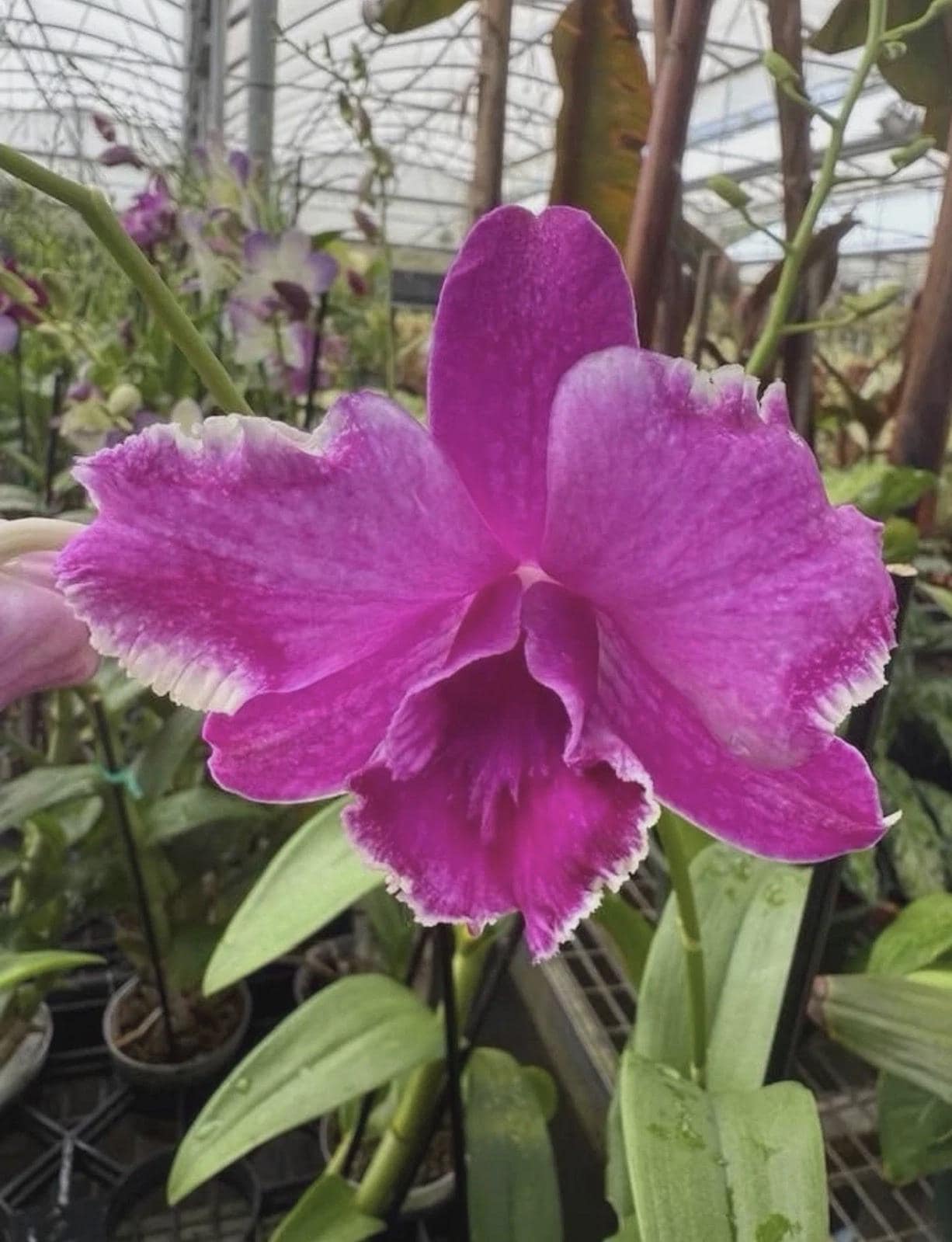 Dendrobium Airy Ring Orchid SEEDLING